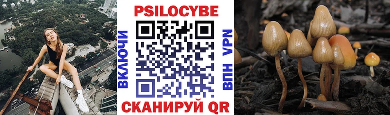 Псилоцибиновые грибы Psilocybine cubensis  Мурино 